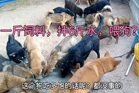 一斤饲料，拌6斤水喂狗？看看谁养的狗，长得更快速视频封面