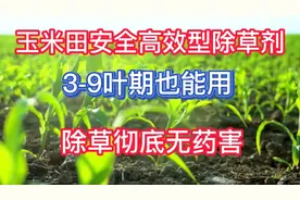 玉米田安全高效型除草剂，3-9叶期也能用，除草彻底没药害