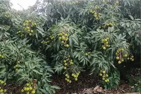 海南果农:荔枝人工摘花稳稳产还是疏蕾的稳产，今天的价格不稳定视频封面