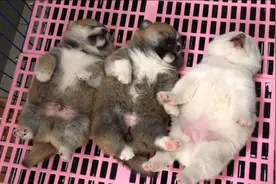 出生22的小柴犬，四脚朝天睡觉的姿势一模一样，没想到脾气挺倔犟视频封面