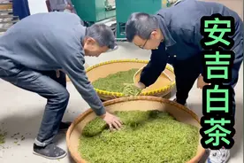 大鹏下乡去看安吉白茶，当场订购了90斤，核心产区的茶叶确实好视频封面