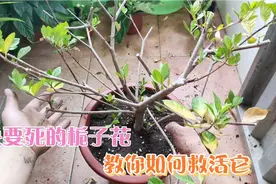 快要死的栀子花，千万不要在扔了，手把手的教你把它救活。很厉害视频封面