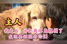 忠犬在主人怀里微笑离世，主人把它眼角膜捐给其他盲狗，感人至深视频封面