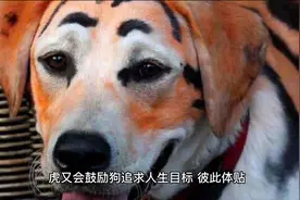 生肖虎的配对姻缘@牵牛意若何视频封面