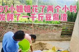 猪价7块钱一斤，为了降低养猪成本，发酵豆腐渣喂猪，太划算了!视频封面