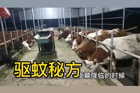 二块钱解决牛舍蚊虫，兽用蚊香驱蚊草，粪尿远离勤消毒，薰艾草