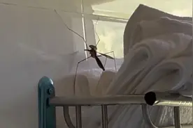 吓死了！广西一男子浴室发现巨大蚊子，网友：这吸一口得贫血吧视频封面