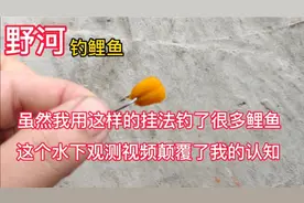 野钓鲤鱼没有鱼？鱼不吃？99%的人都选择中鱼率不高的玉米挂法。视频封面