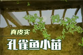 孔雀鱼小苗多久换一次水好，轻松又省水视频封面