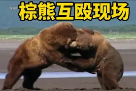 两头棕熊争夺配偶激情互殴，谁也不服谁！火爆现场视频封面