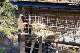 狗狗为什么光吃不长肉呢？视频封面