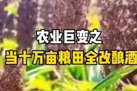 据说高粱既属于粮食，也属于经济作物，是这样吗