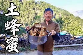 阿斌体验徒手取蜂蜜，割蜜过程看着真过瘾，难怪这样的蜂蜜不愁卖视频封面