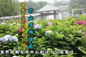 重庆主城发现看绣球花的公园，漂亮美丽地铁直达，周末踏青好地方视频封面