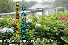 重庆主城发现看绣球花的公园，漂亮美丽地铁直达，周末踏青好地方视频封面