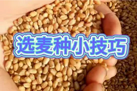 如何识别真假麦种，以防不良商家坑农害农，宝哥教你好方法视频封面