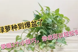 绿萝种到爆盆，掌握3个小技巧，你也可以轻松做到。视频封面