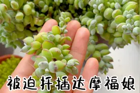多肉被当板凳？是长势太好了？达摩福娘断了几个枝条，被迫扦插视频封面