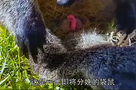 袋鼠分娩后，小袋鼠在妈妈的育儿袋里发育的全过程。视频封面