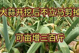 大蒜开挖后，有的人为啥不立刻剪掉，原来不立马剪掉亩能增300斤视频封面