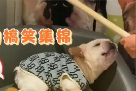 狗狗日常搞笑集锦，竟然能跟主人说话？笑掉大牙！