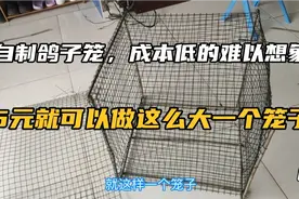 自制鸽子笼，成本才5元，就能做成这么大的笼子！视频封面