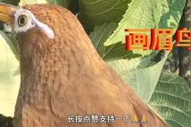 画眉鸟不但貌美，而且歌喉动人。它的鸣声如行云流水，清脆悠扬，视频封面