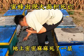 蜜蜂越冬突然出现大面积死亡情况，密密麻麻的死了一地，太揪心了视频封面