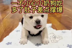 小奶狗吃太多，差点撑爆它的小肚肚，过程太搞笑