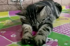 猫咪看主人吃东西都要去尝鲜，两口中药吃进嘴里，就变成这样了视频封面