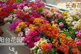 坐标河北唐山，3月23日阳台上的长寿花自然盛开！