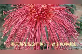 春天菊花苗这样种，一盆多色种植法。视频封面