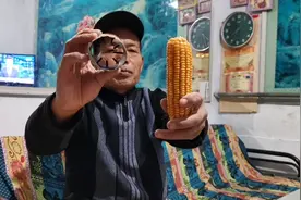 农村老人自制玉米脱粒神器，不用电不用油效率高，一个人顶十个人