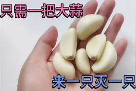 厨房蟑螂多不要慌，只需一把大蒜，来多少灭多少，比杀虫剂还好用视频封面