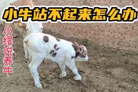 新生牛犊站不起来，或是站起来腿伸不直的，应该如何预防与治疗