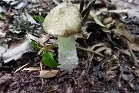 四川小哥挖到全网最大鸡枞，比小哥手臂还要大，从没见过这么大的视频封面