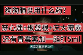 狗狗肺炎这样用药，穿心莲+板蓝根+青霉素+庆大霉素