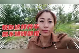 教你这样养羊，想不赚钱都难！视频封面