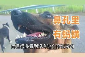 放羊的狗狗在山沟喝水，鼻孔里进了很蚂蟥视频封面