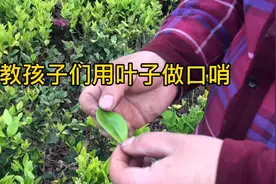 儿时用叶子做口哨的方法，现在教给孩儿们，简单易学。视频封面