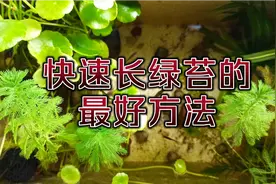 鱼缸长绿苔最省钱快速的方法，净化水质非常好，土豆涂抹有效果？视频封面