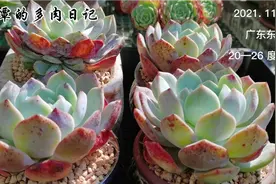 大橙子上盆做好细节，发根快，易控色，易控型，叶片长得多又胖视频封面
