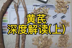 黄芪，最著名的三个道地产区，为你深度解读视频封面