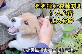 小流浪狗见到人吓得大声惨叫，是谁伤害了它。视频封面