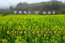 在南靖南坑葛竹村欣赏枳实花后，又偶遇村边一片正在盛开的油菜花视频封面