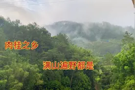 广东省罗定市肉桂之乡，当地大多数人都种有这种桂皮，肉桂的产地视频封面