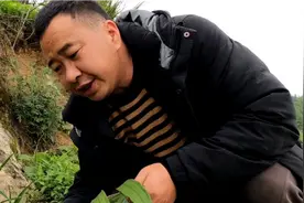玉平上山挖野生黄精，并带朋友们看两种药材的区别！视频封面