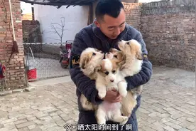 小柯基立耳前和立耳后简直判若两狗，看来还是发型决定颜值啊！视频封面