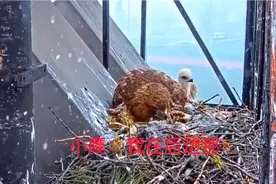 小鹰：喂！你把我给忘了！视频封面