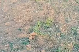 方城县独树镇政府强行征地不叫老百姓种地以后老百姓吃什么？